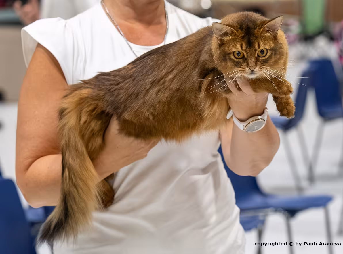 Leea ja CACIB ruusuke