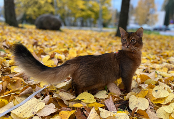 syksykissa